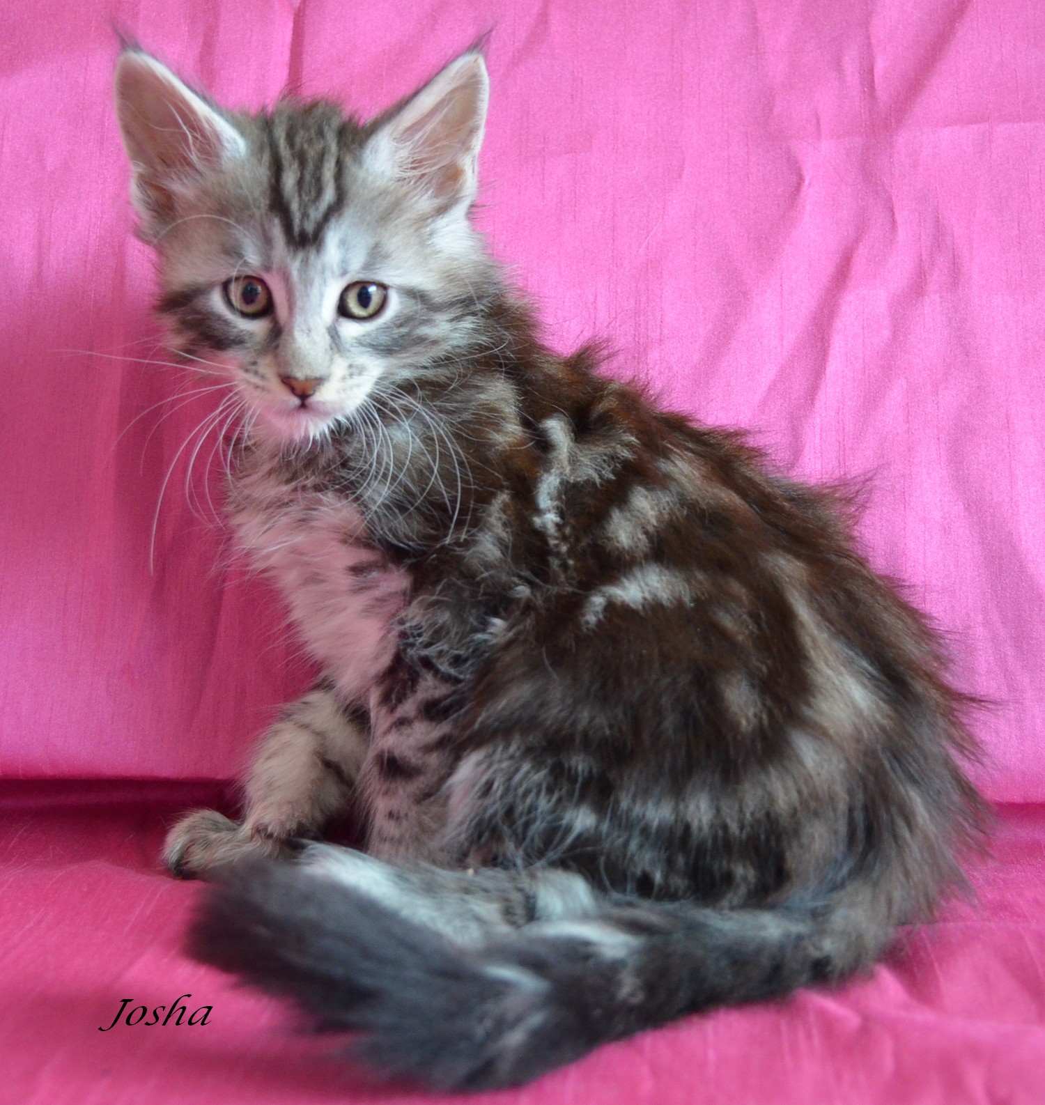 Josha12jan20ws