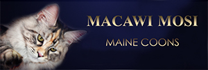 banner-macawimosi