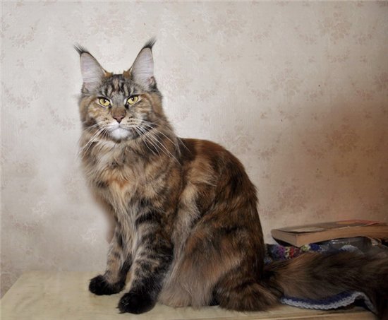 caramel alfonya coon